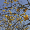 yellow flowers 3