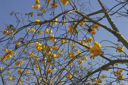 yellow flowers 3