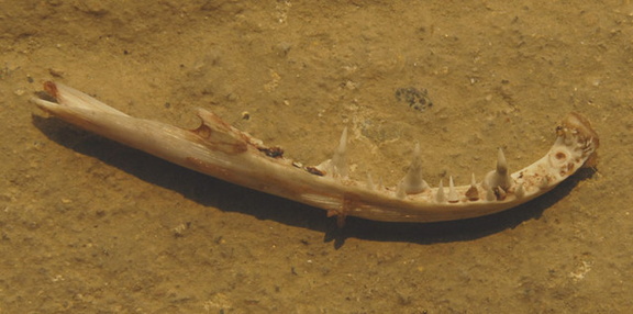 Fish jaw bone
