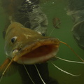 underwater catfish 1