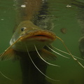 underwater catfish 2