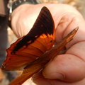 Butterfly_1.jpg