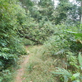 Jungle trail 6