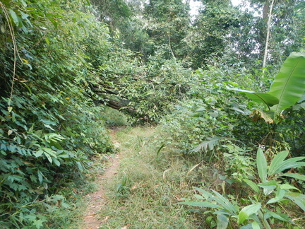 Jungle trail 6