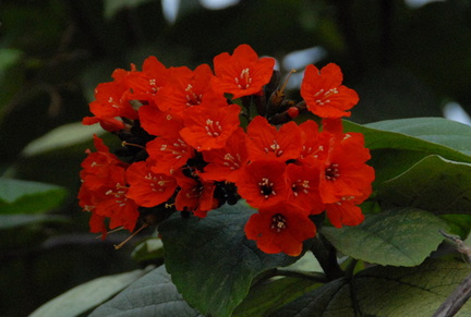 Cayman flowers 1