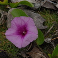 Cayman flowers 5