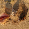 Conch_on_beach_1.jpg