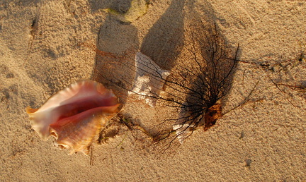 Conch on beach 1