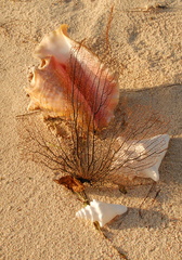 Conch on beach 2