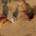 Conch on beach 3