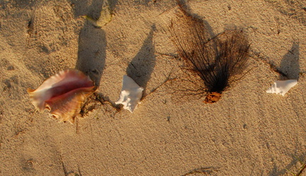 Conch on beach 3