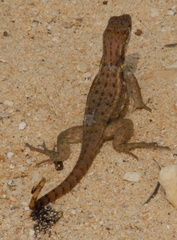 Curly tail lizard