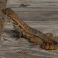 Curly tail lizard 2
