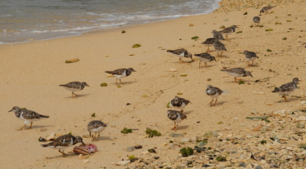 Shore birds