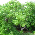 CAYMAN blossom tree 3