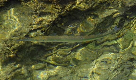 Gar fish 5