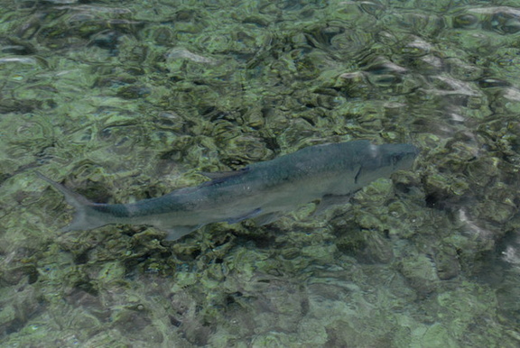 Tarpon 8