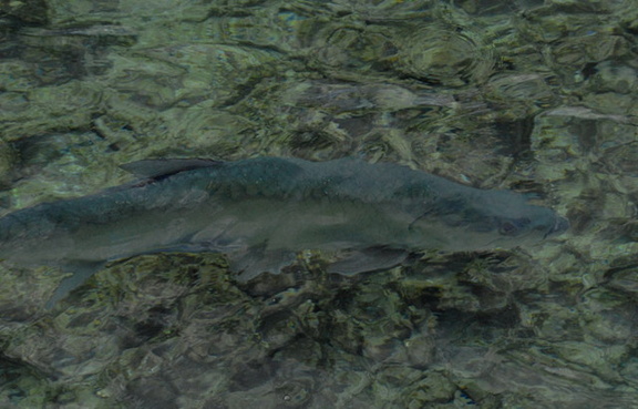 Tarpon 9