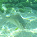 Under water reef fish 1