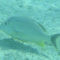 Under water reef fish 10