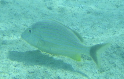 Under water reef fish 10