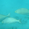 Under water reef fish 11