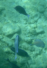 Under water reef fish 13