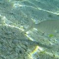 Under water reef fish 2