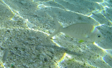 Under water reef fish 2