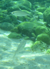 Under water reef fish 4