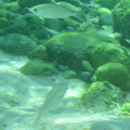 Under water reef fish 4