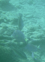 Under water reef fish 8