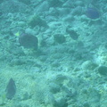 Under_water_reef_fish_9.jpg