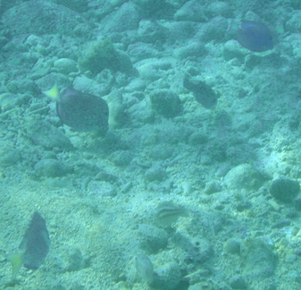 Under water reef fish 9