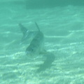Under water tapon 1