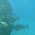 Under water tapon 3