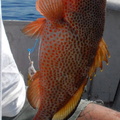 Spotted grouper 2