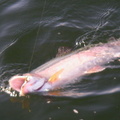 FISH 158