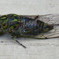 Cicada in tree, NZ, North Island