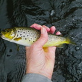 Brown trout, Vltava River 