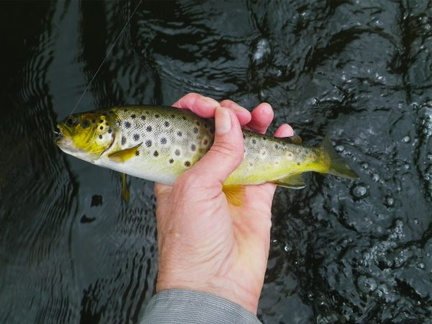 Brown trout, Vltava River 