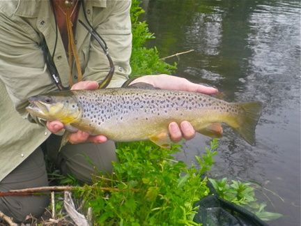 Test River Brown Beauty