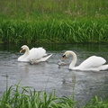 The Royal Swans