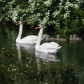 Swan and Rununculus