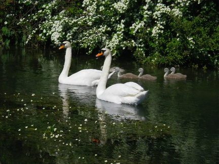 Swan and Rununculus
