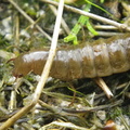 name the larva