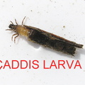 CADDIS LARVA 2