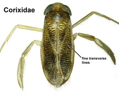 Corixidae