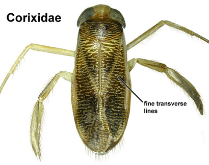 Corixidae