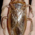 giantwaterbug